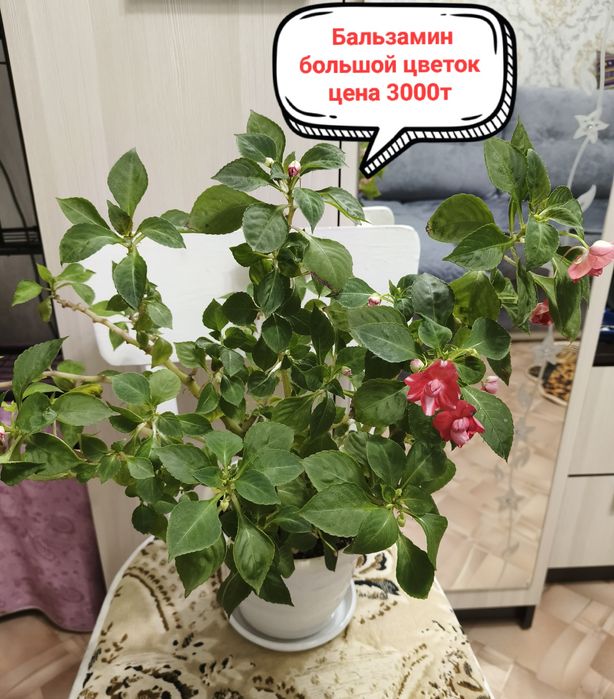 Продам комнатные цветы!