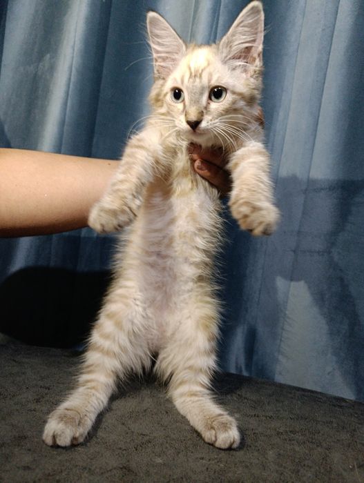 Отдаю даром котят в добрые руки!!