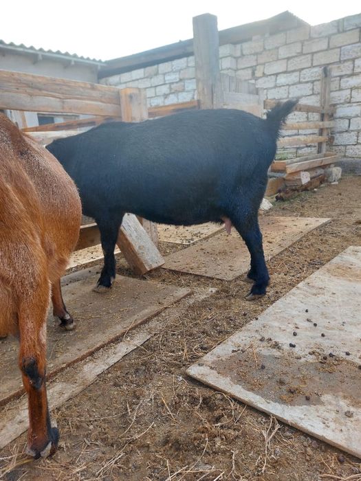 асыл тұқымды ешкілер сатылады