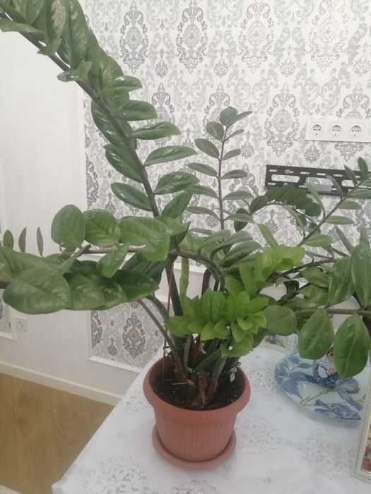 Продам комнатные цветы