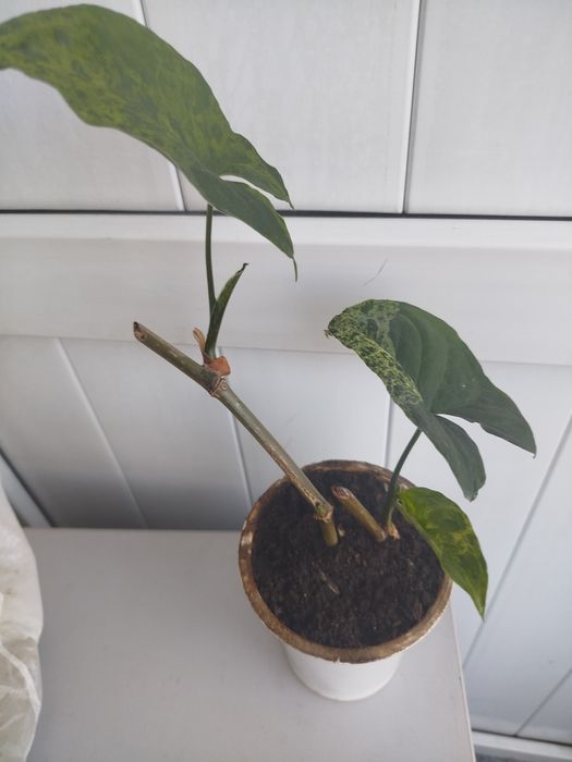 Продам Сингониум Мохито