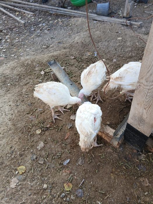 Үндіктер сатылады, Продаёться ундюки