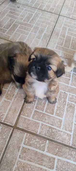 Пекинез с една ваксина и паспорт