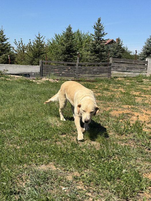 Donez spre adoptie catelusa Golden Retriever 3 ani