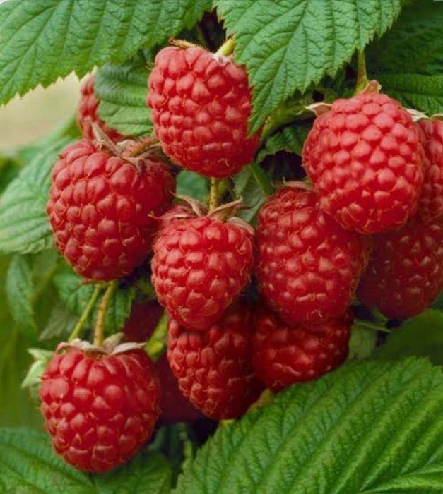 Малина кучати бор месний серхосил Тами зу́р личебны