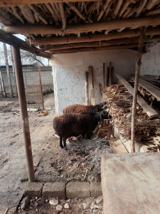 Bòğoz Hisori qòyla sotiladi