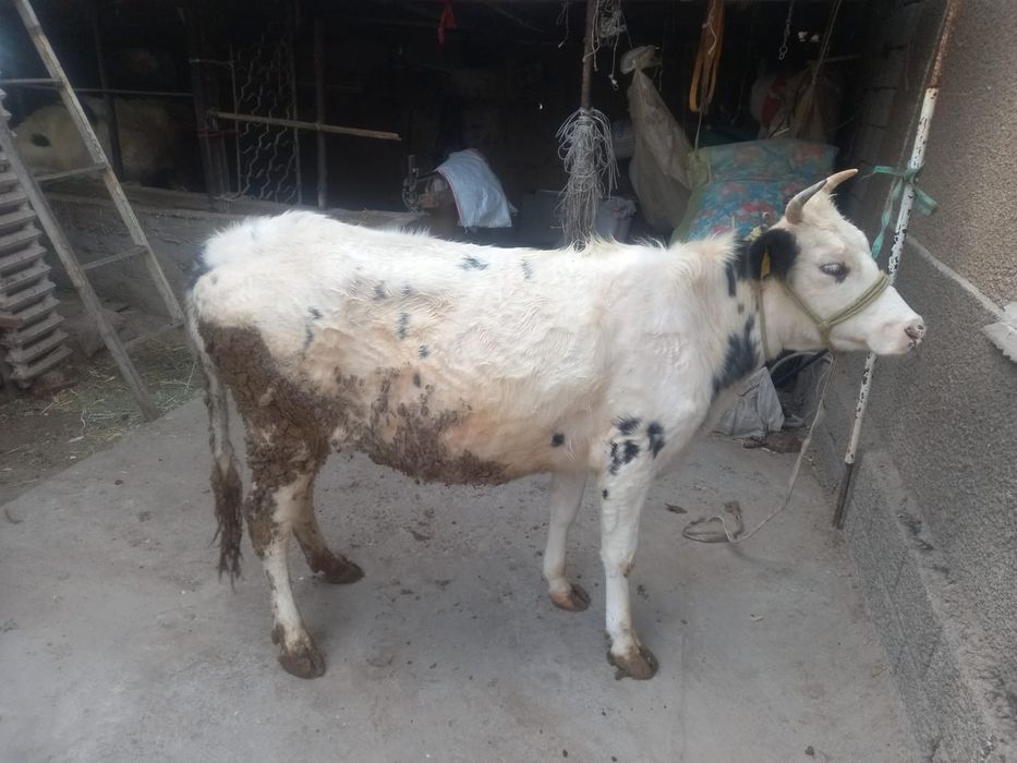 Сиыр сатамын декабрда туады