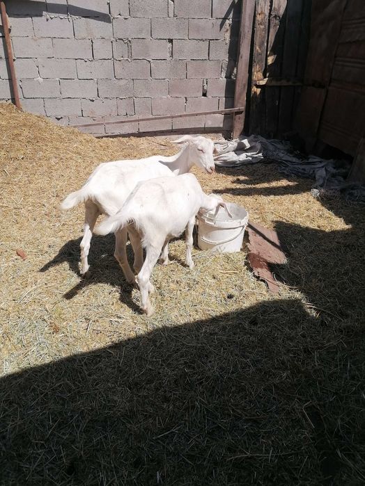 Продам козозочек