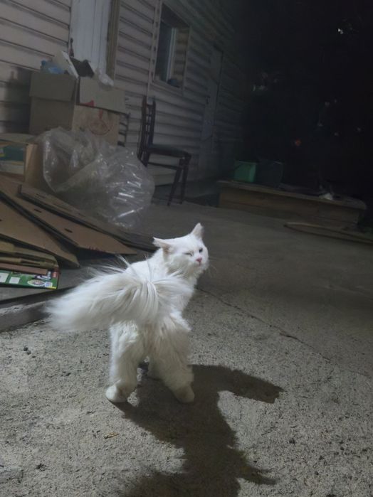 Срочно! Кот ищет дом