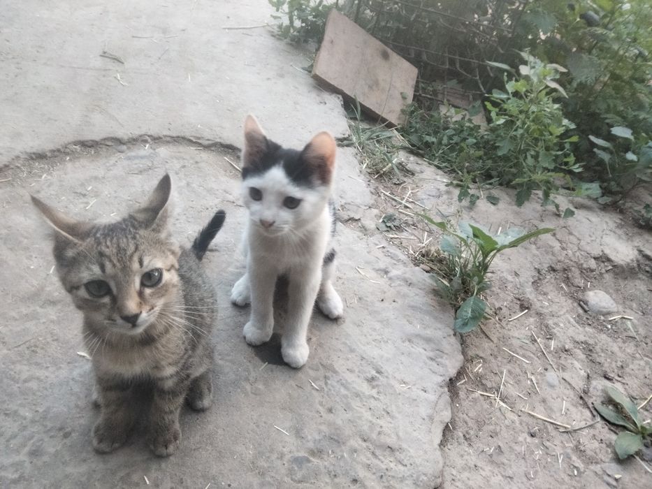 Отдам котята в хорошие руки