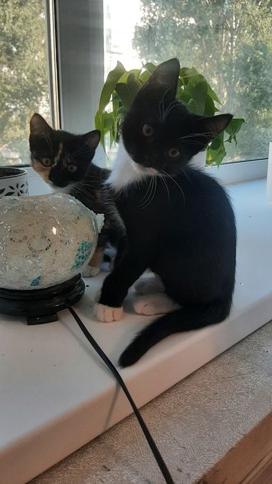 Котята , мальчик и девочка