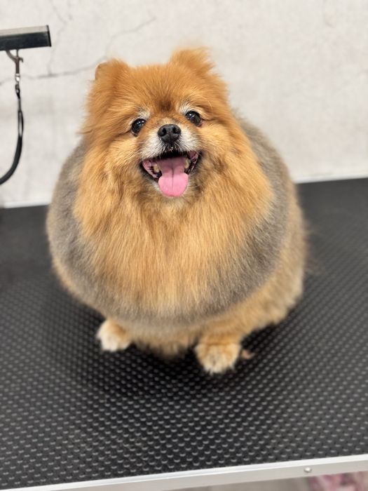 Предлагаю услуги груминга для собак