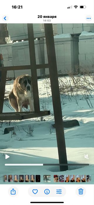 Тобет күшіктер сатылады 1,5айлық