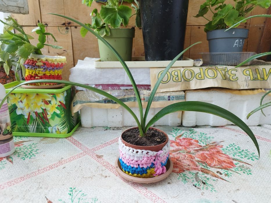 Продам комнатные растения