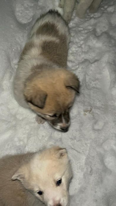 Ищем добрые руки для щенков