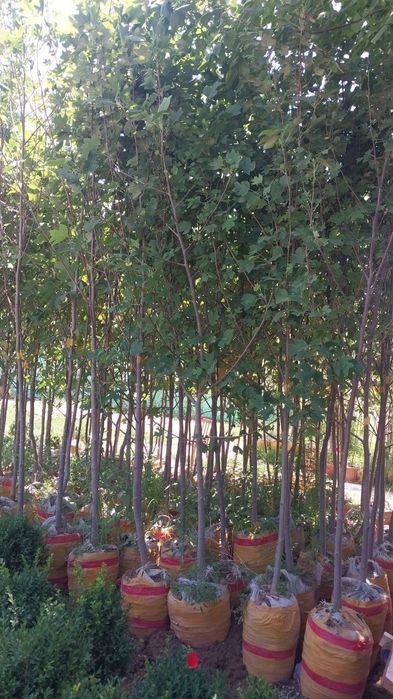 Каштан Липа Лола Чинор  Терак Дупь  Килён дарахтлари бор достовка бор