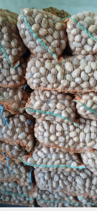 Cartofi pentru samanta