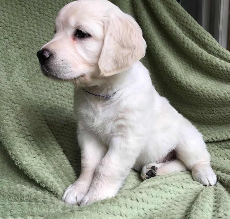 Щенки голден лабрадор ретривер