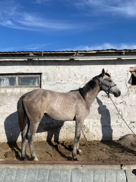 Тай 1 жасар араб-жабы