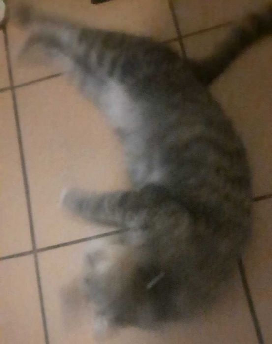 Найдена домашняя кошка