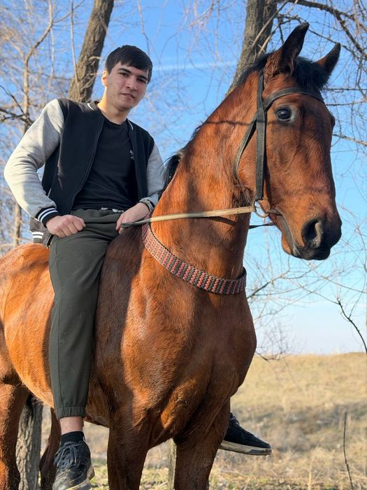 Продается конь !