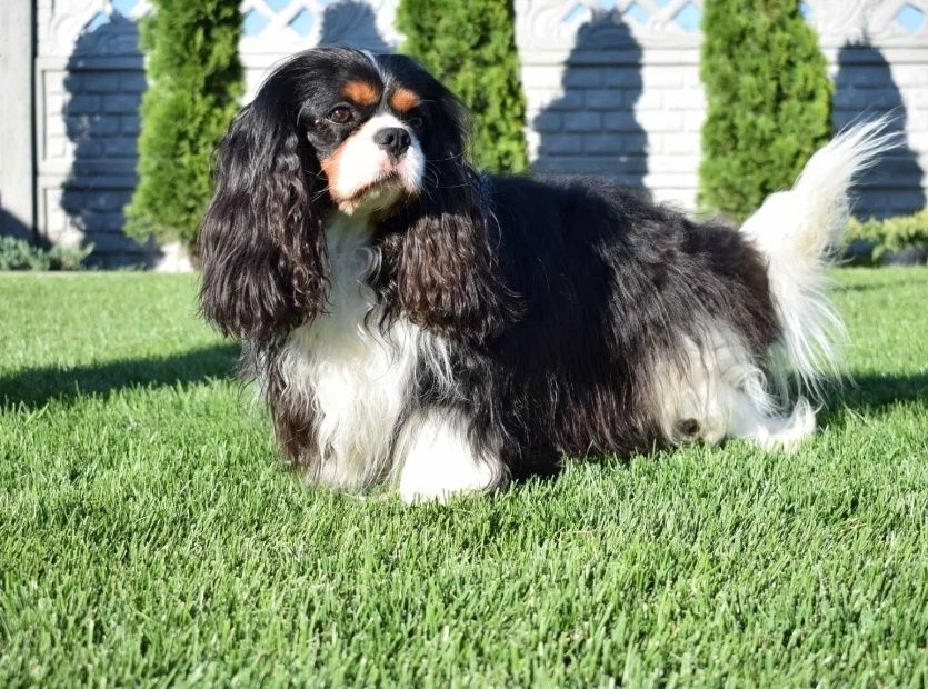 Кавалер кинг чарлз шпаньол мъжки и женски