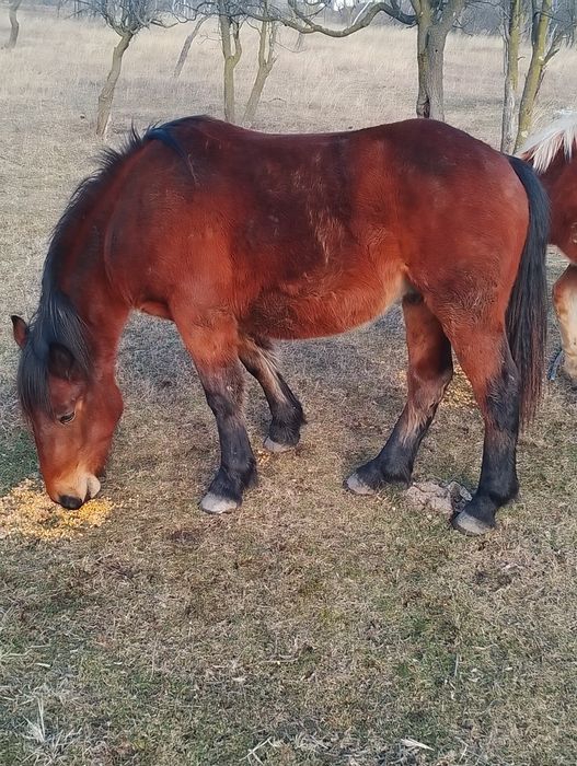 Noateni de vânzare, murgul cal și blonda iapa