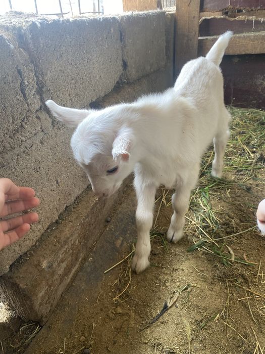 Зааненски Еркек Лак