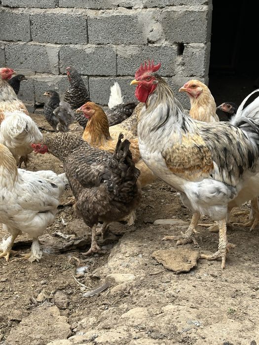 Продаются домашние куры