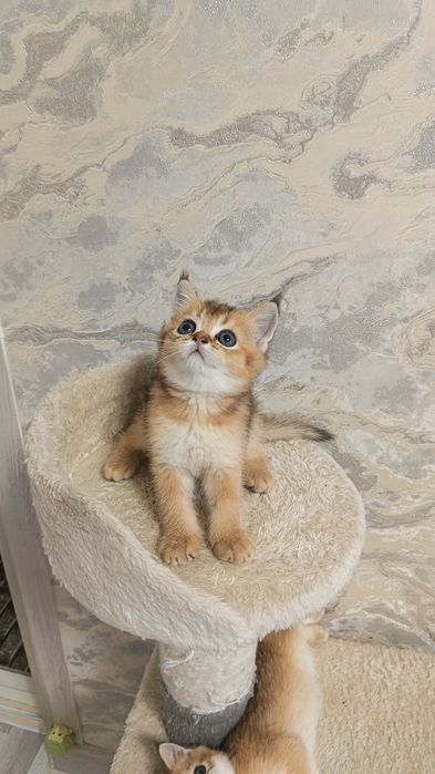 Милые прекрасные малыши