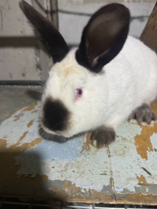Продается породистые кролики