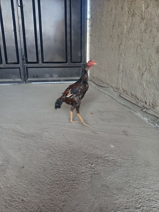 Куланги тоза зотли