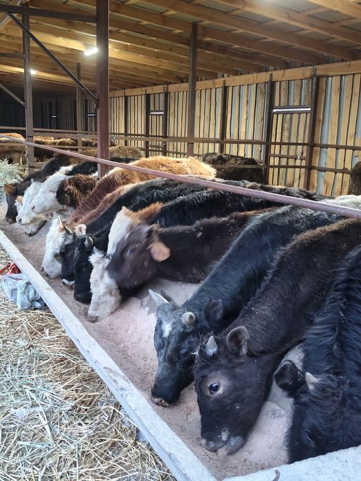 Продам Бычков разных породы