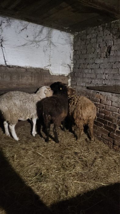 Продам баран породистые(овцы)