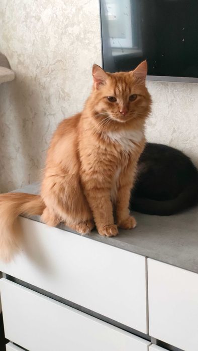 Отдам красивого кота в добрые руки