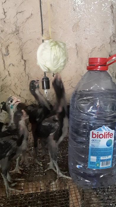 1 Oylik Gigat Qora Shahzoda zotli jojalar sotiladi