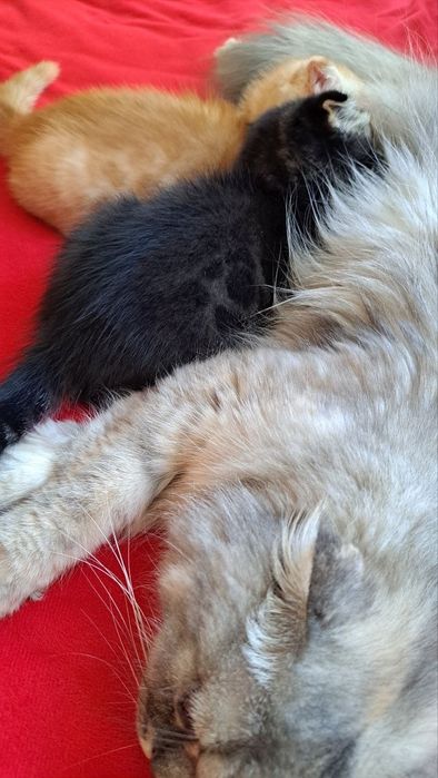 Катенька смешанная парода бенгал с шотландская веслоухой