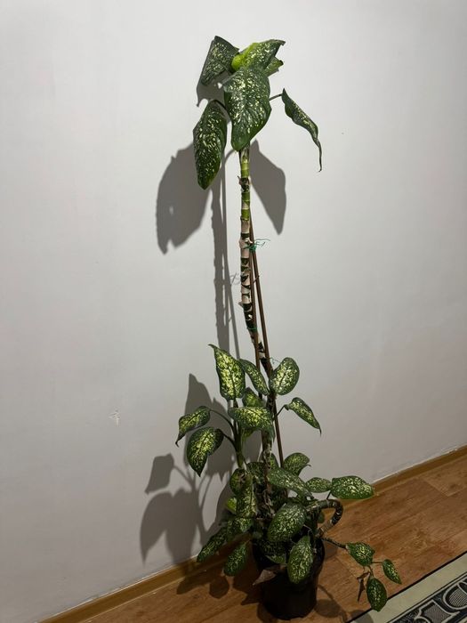 Цветы Диффенбахия