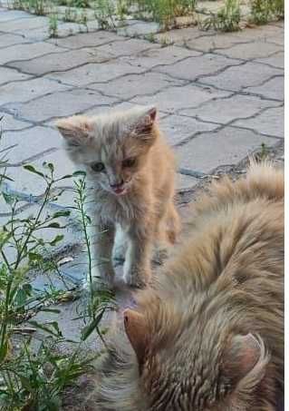 Отдам в хорошие руки котенка