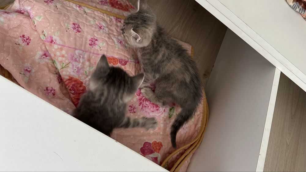 Котенки бесплатно