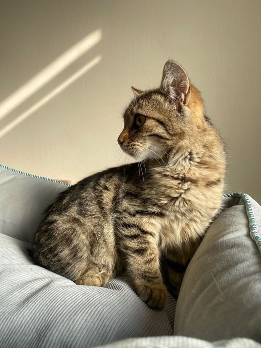 Котенце  момиче 4,5 мес.