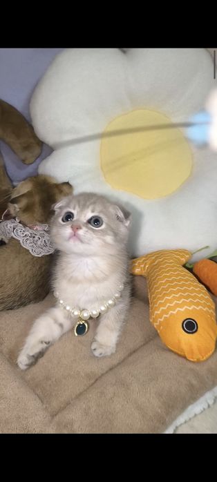 Золотая шиншилла с элитного питомника.