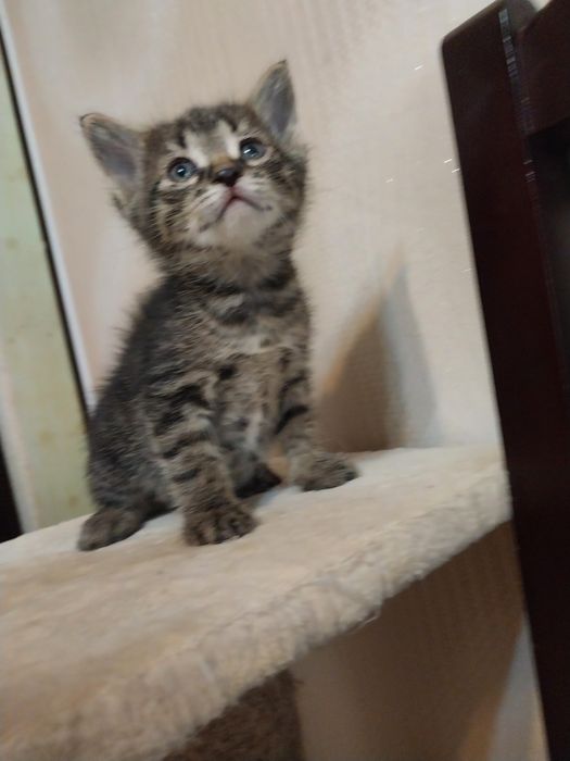 Котята маленькие мальчики