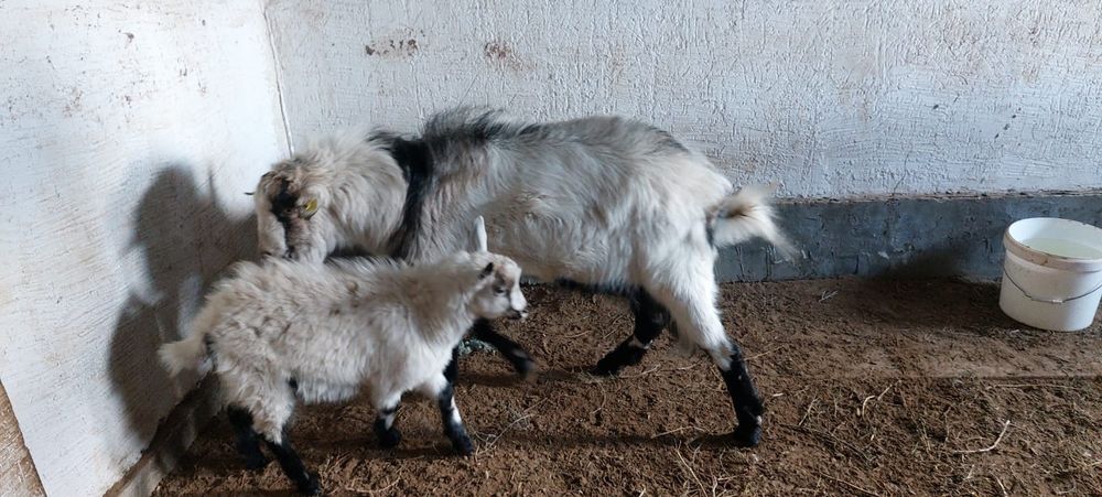 Заанен ешкі, лақ, текелер сатылады