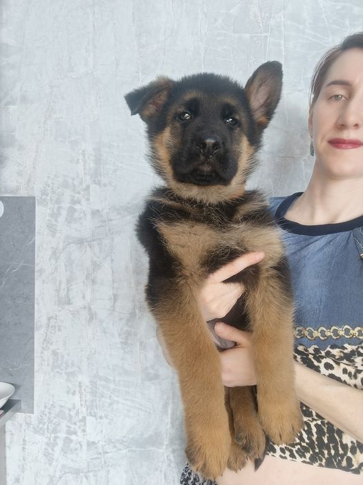Щенки немецкой овчарки