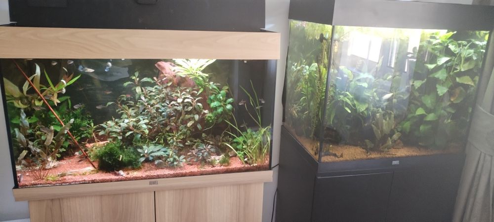 Vând 2 acvarii juwel Rio 120 și 125!