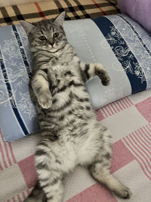 Отдам даром кошку