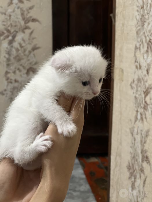 Mushu sotiladi qiziqanla telegramdan yozamiz