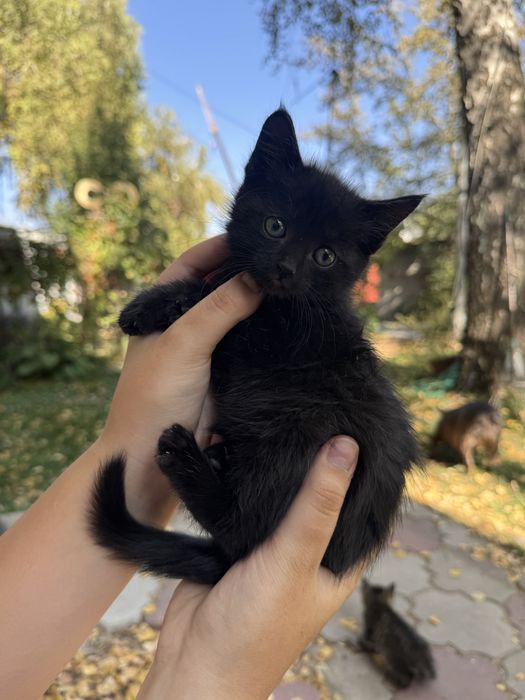 Котенок серый черный мальчик девочка