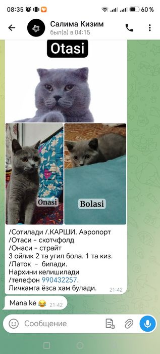 Скотч страйт котята